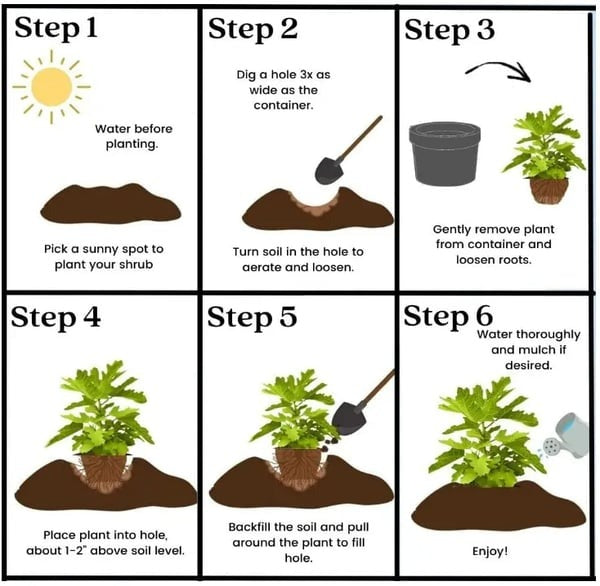 🔥Ostatni dzień! Mission oferuje 49% zniżki na nasiona żywych fig!🔥